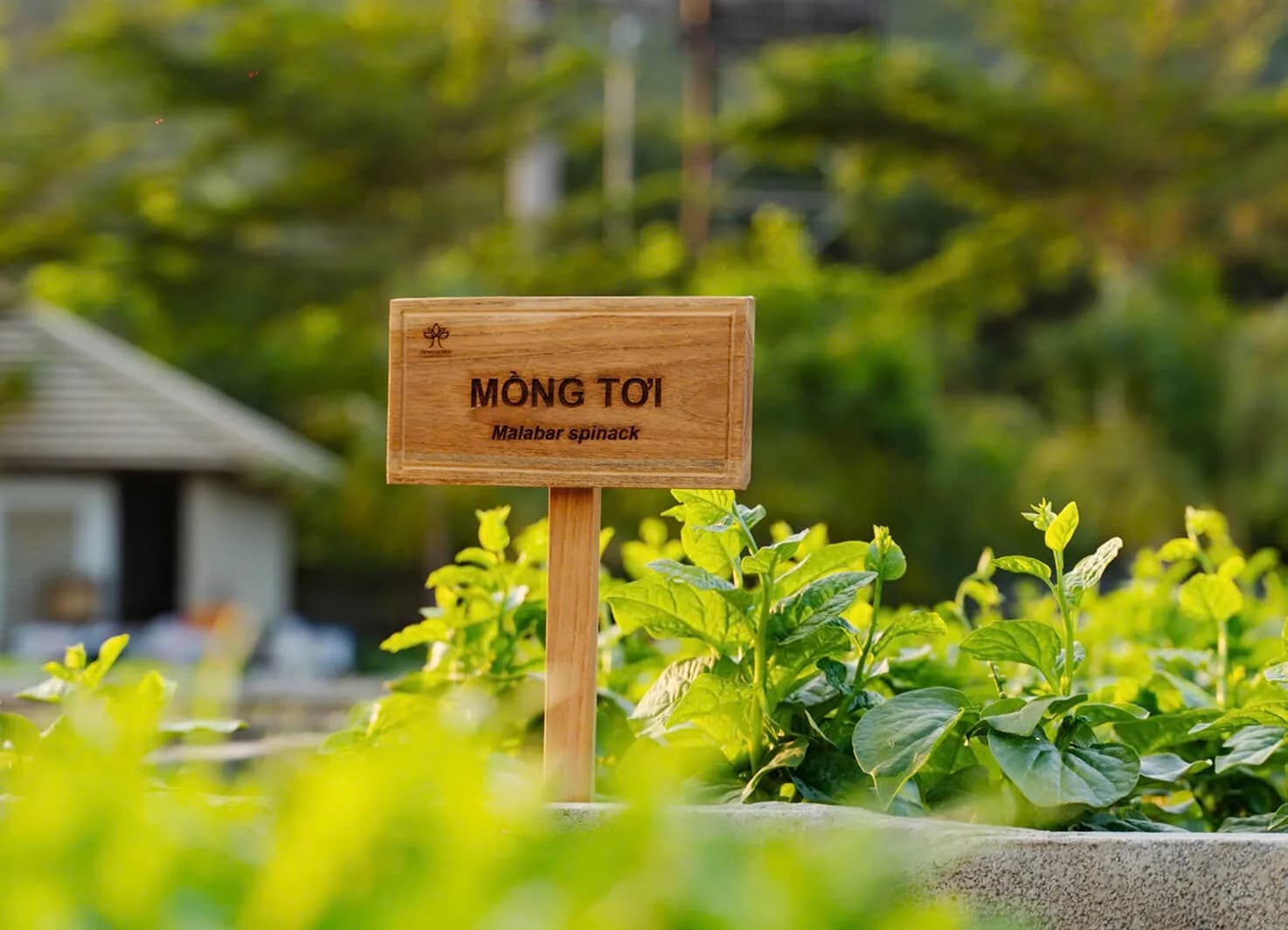 Vườn rau hữu cơ