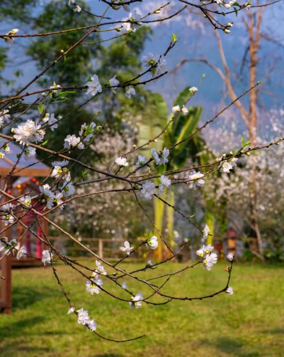 Sắc hoa mùa xuân vùng cao