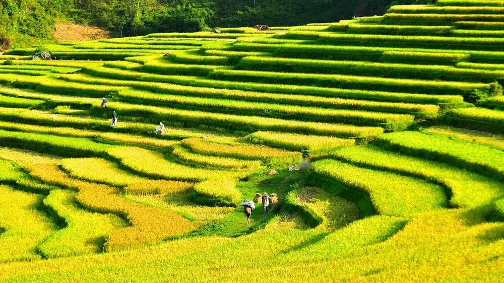 Ruộng bậc thang Pù Luông
