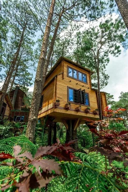 Nhà Trên Cây VIP (Treehouse)