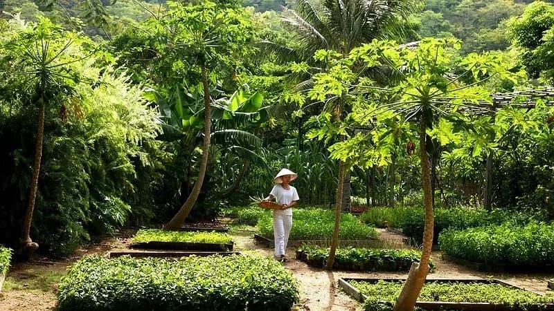 Vườn rau hữu cơ