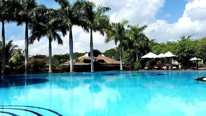 Bể bơi ngoài trời rợp bóng cọ