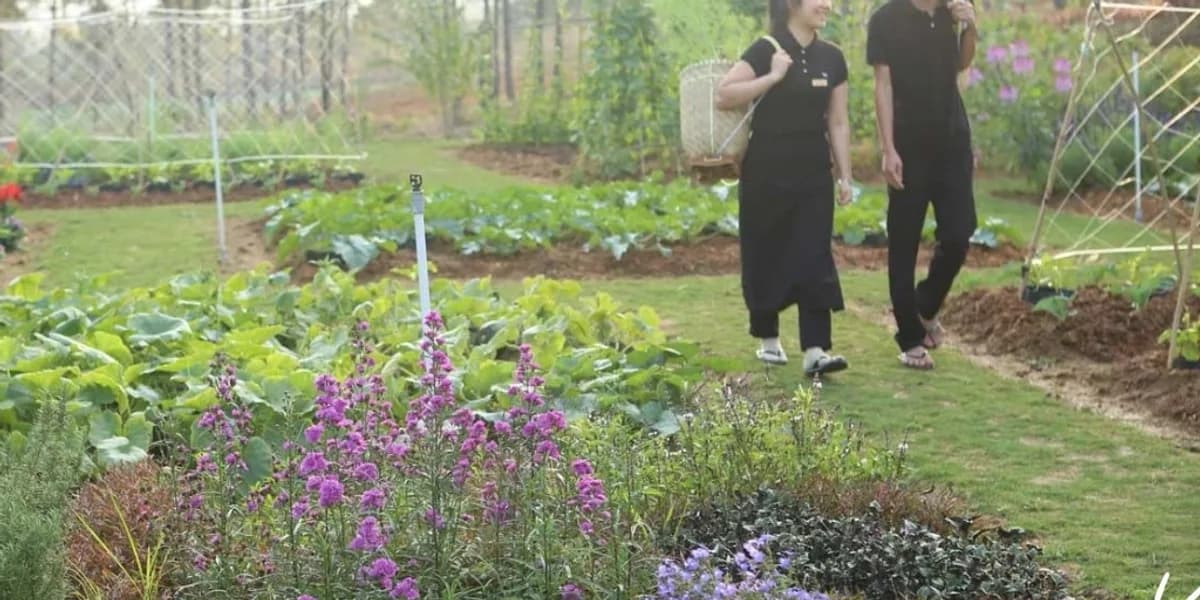 Vườn rau organic hái tận tay