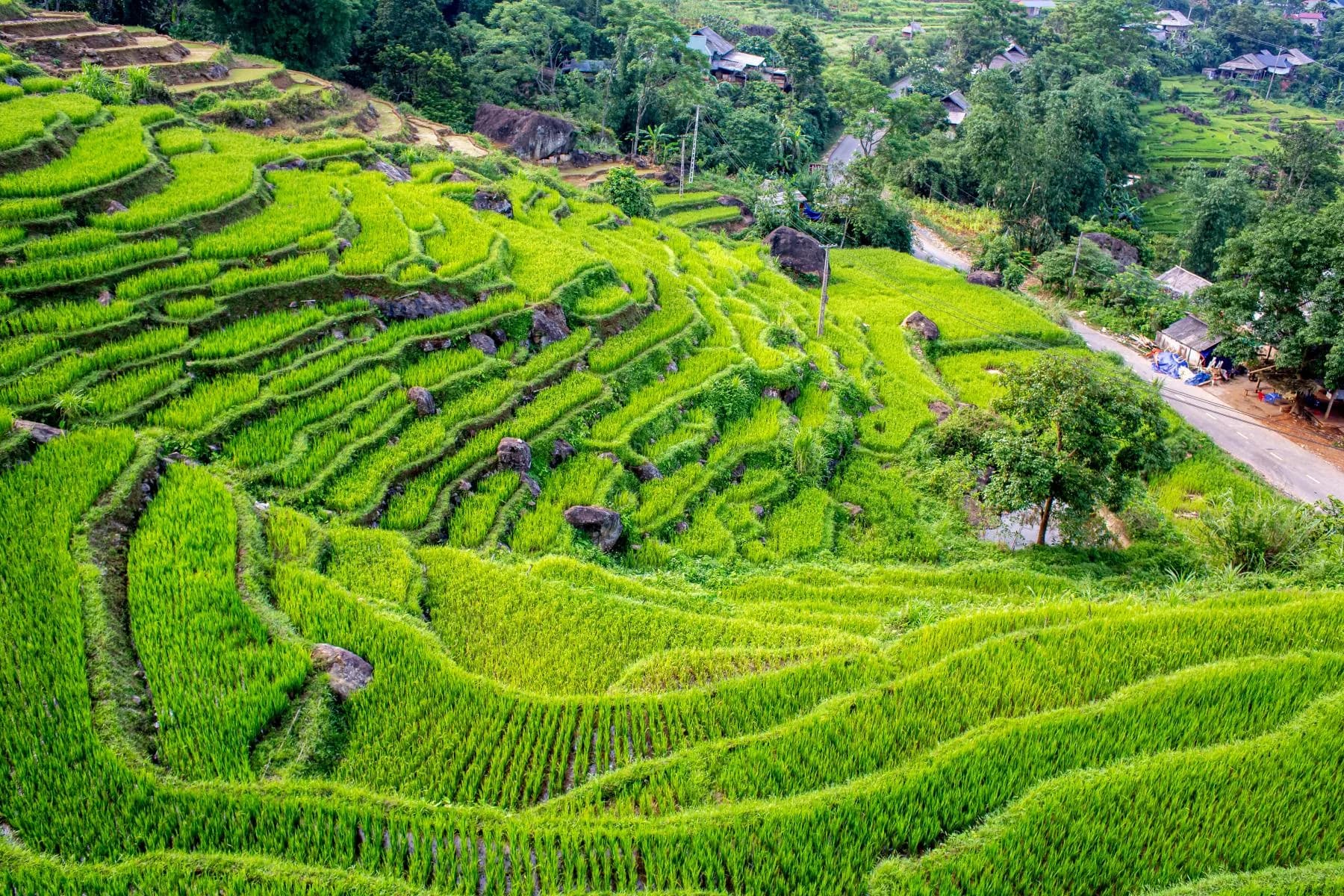 Ruộng bậc thang mùa lúa xanh