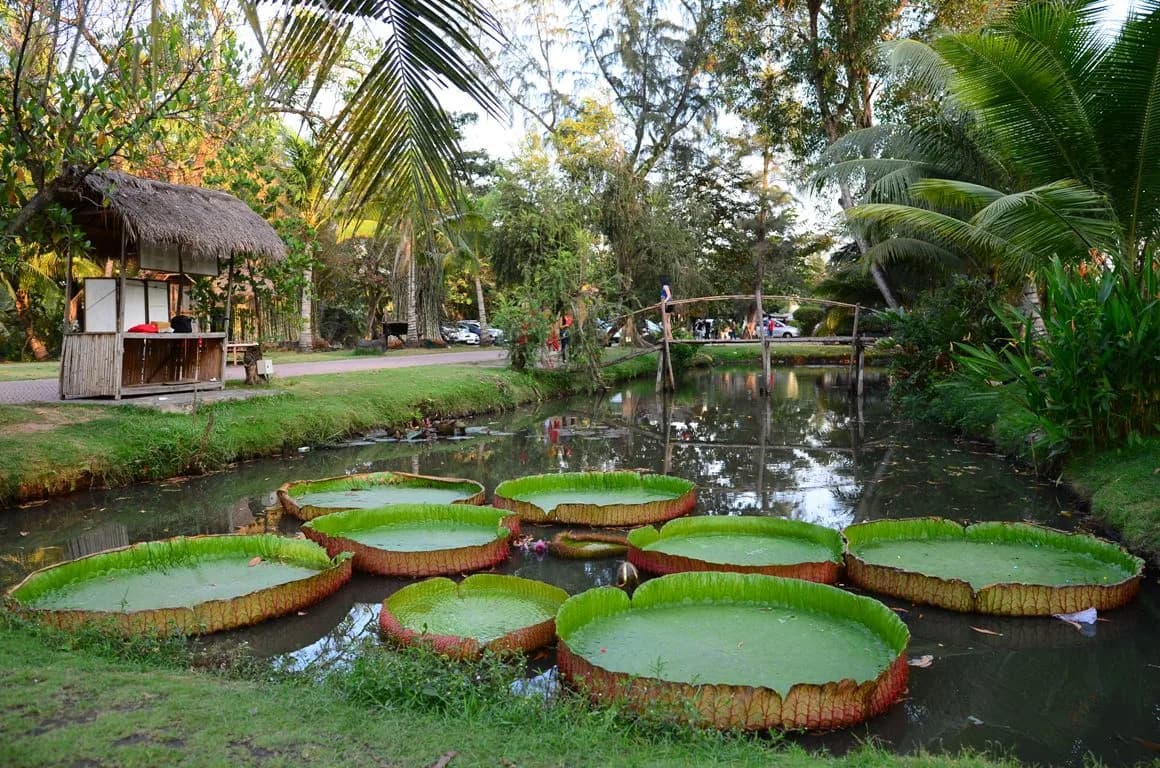 Hồ sen & cầu tre sinh thái