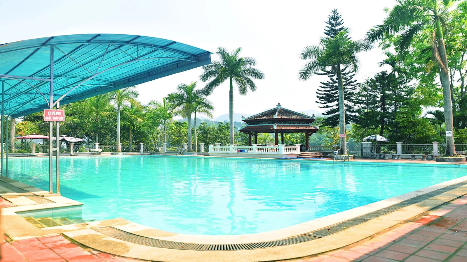 Bể bơi giữa vườn cọ