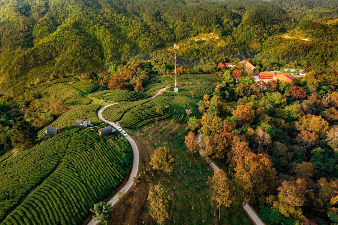20ha đồi chè hữu cơ