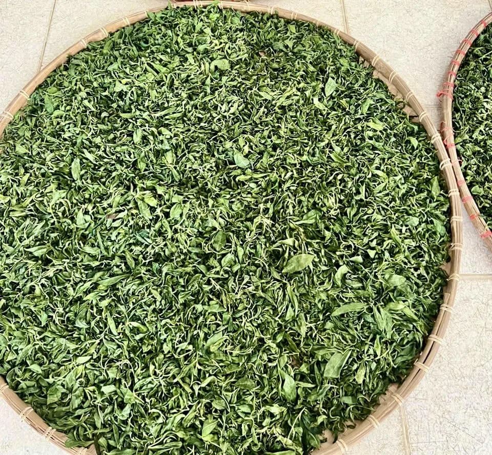 Trải nghiệm hái & sao chè