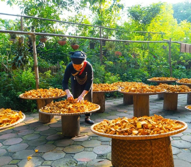 Vườn dược liệu & phơi thuốc