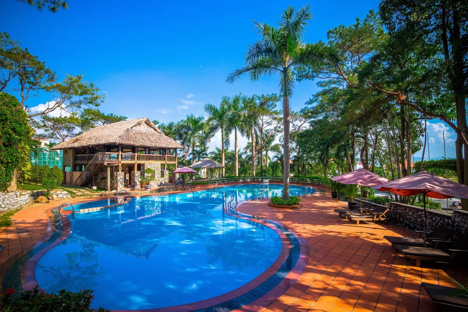Bể bơi giữa rừng thông